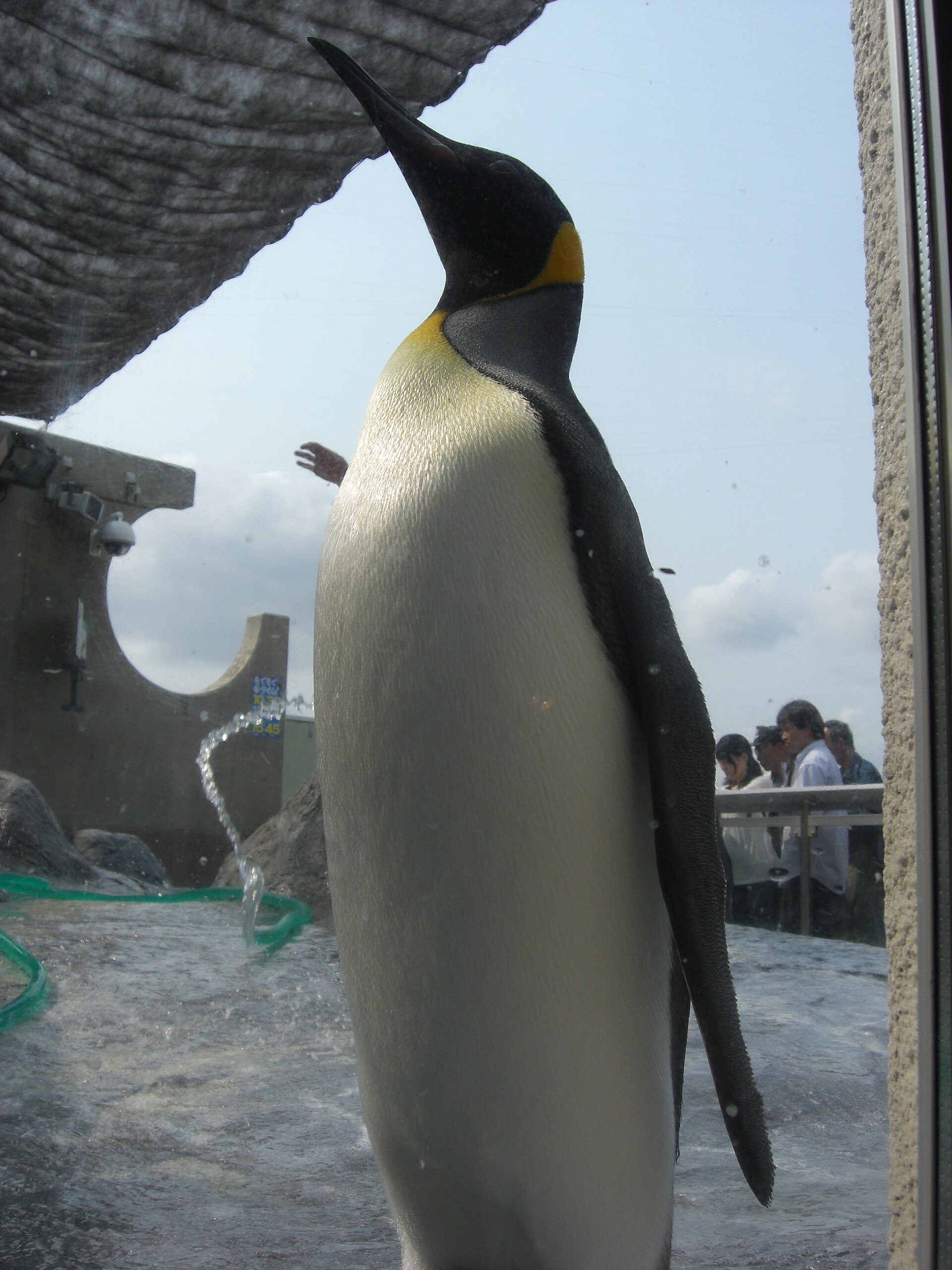 ガラス越しに見るキングペンギン