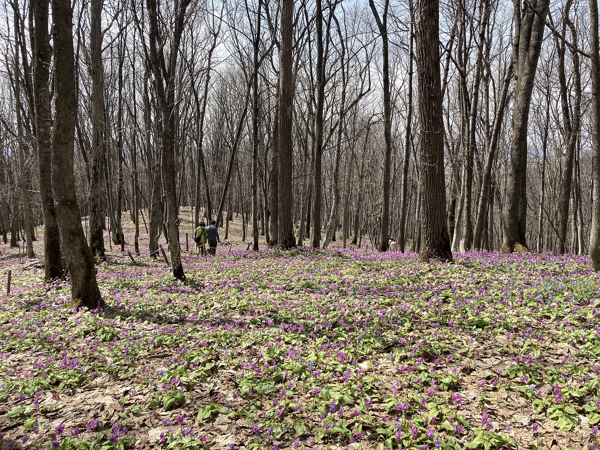 男山自然公園の林とカタクリの花