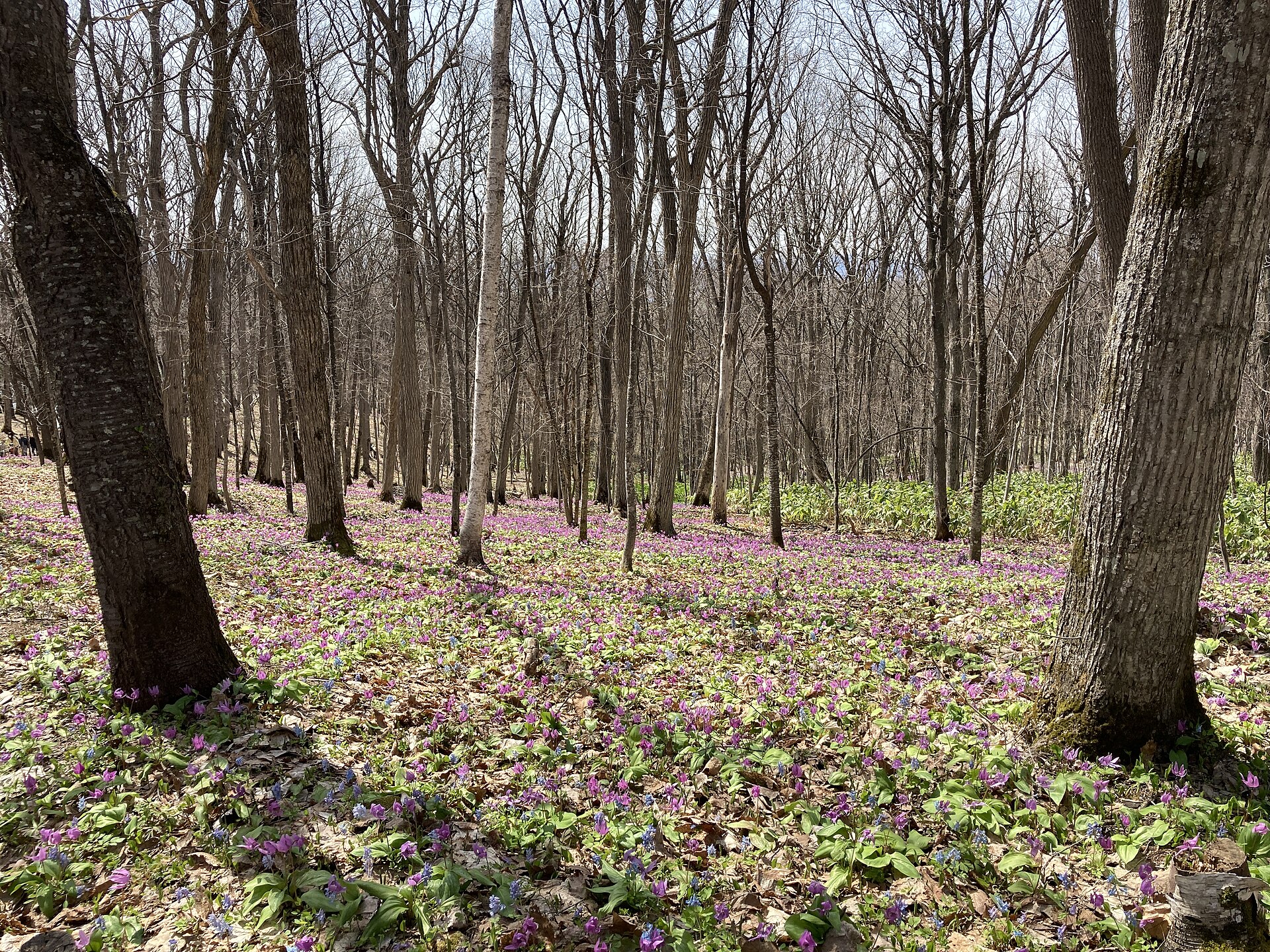 男山自然公園の林とカタクリの花