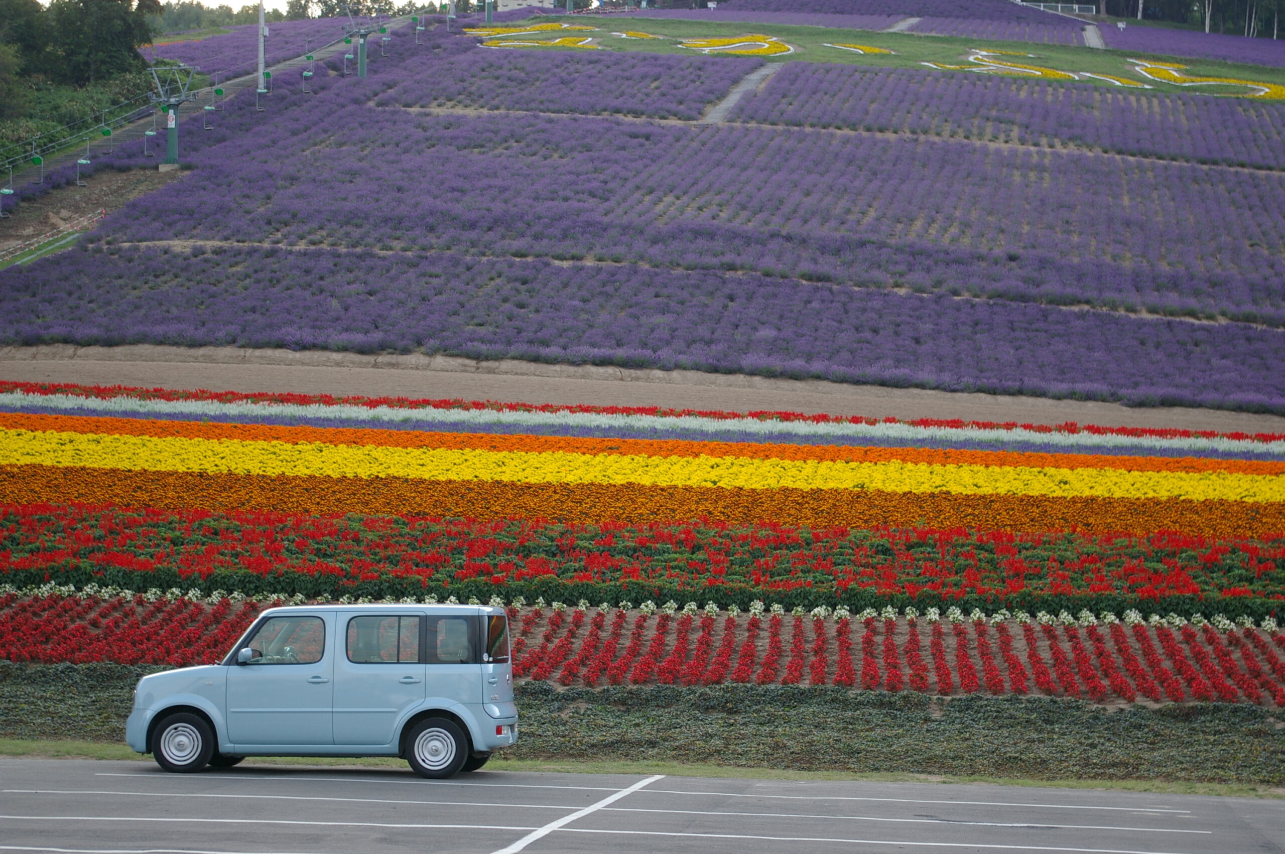 中富良野町営ラベンダー園の色とりどりの花畑