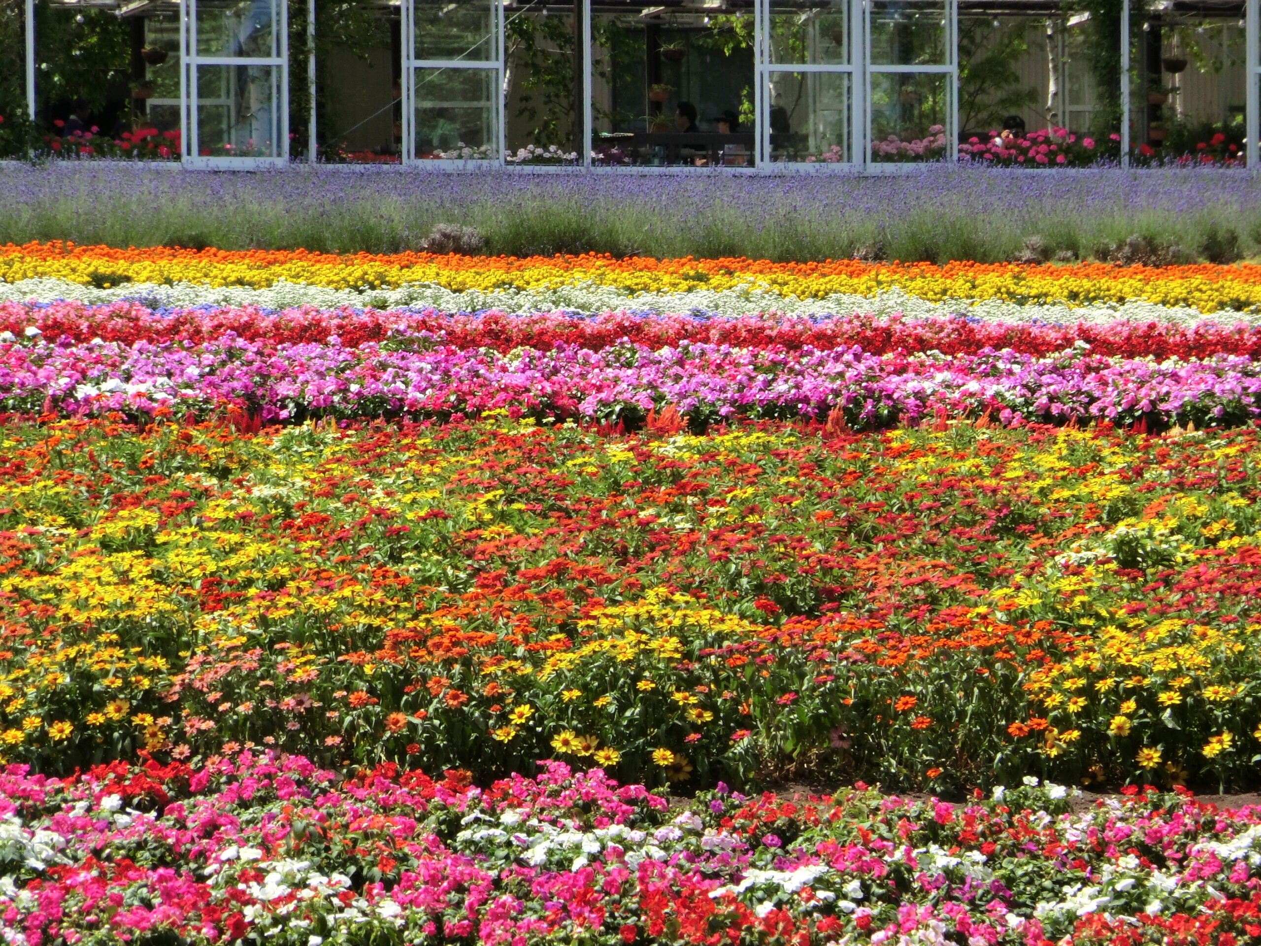 中富良野町の花畑とガラス張りの建物